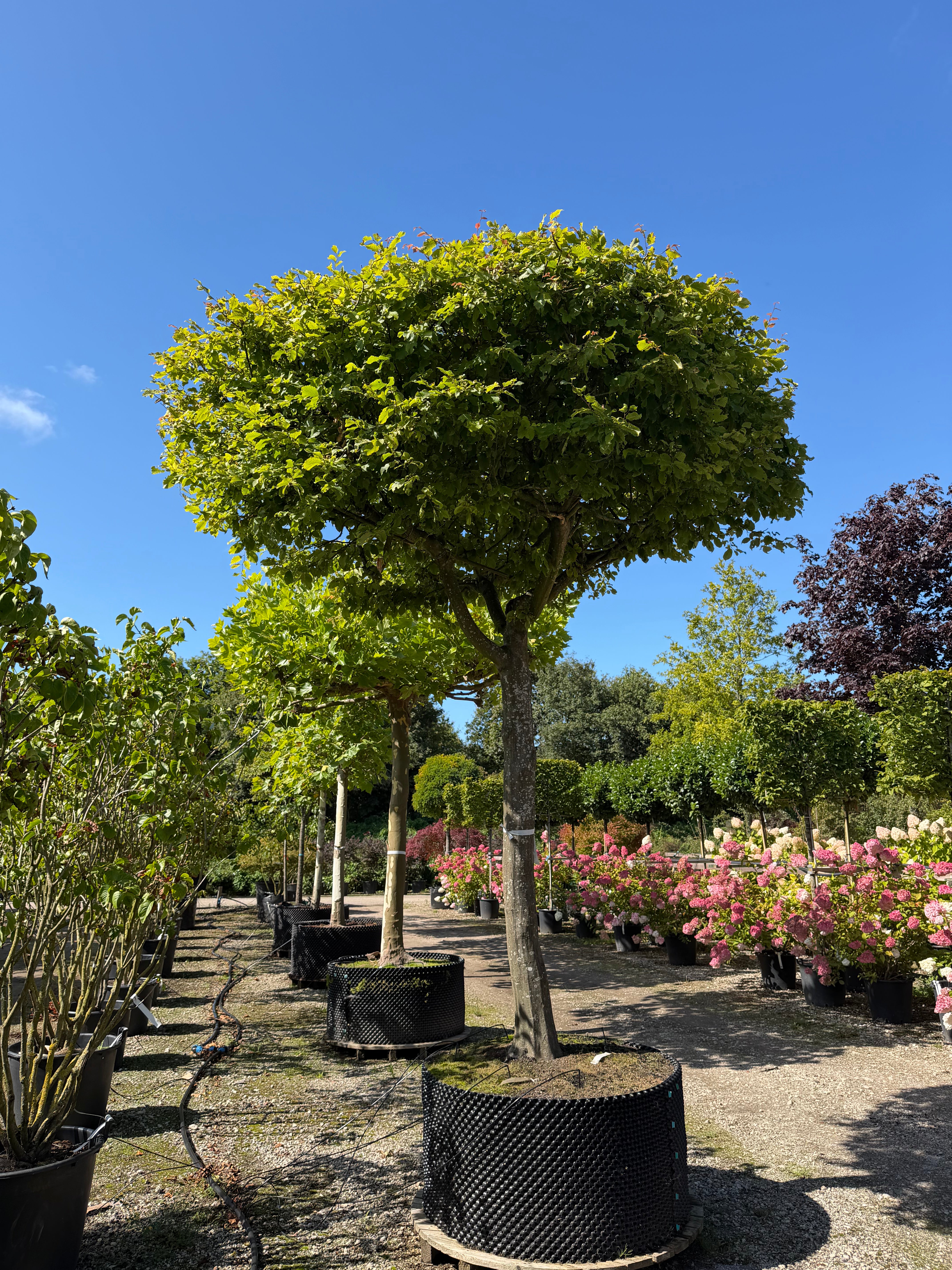 En tagklippet avnbøg - Carpinus betulus i fuld figur med en høj, ren stamme og en tæt og vandret formklippet krone af grønne blade, der fungerer som en naturlig parasol.