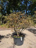  Multistammet Azalea hybride Golden Eagle surbundsplante, efter en fuld blomstring, med store, lysende orange trompetblomster.