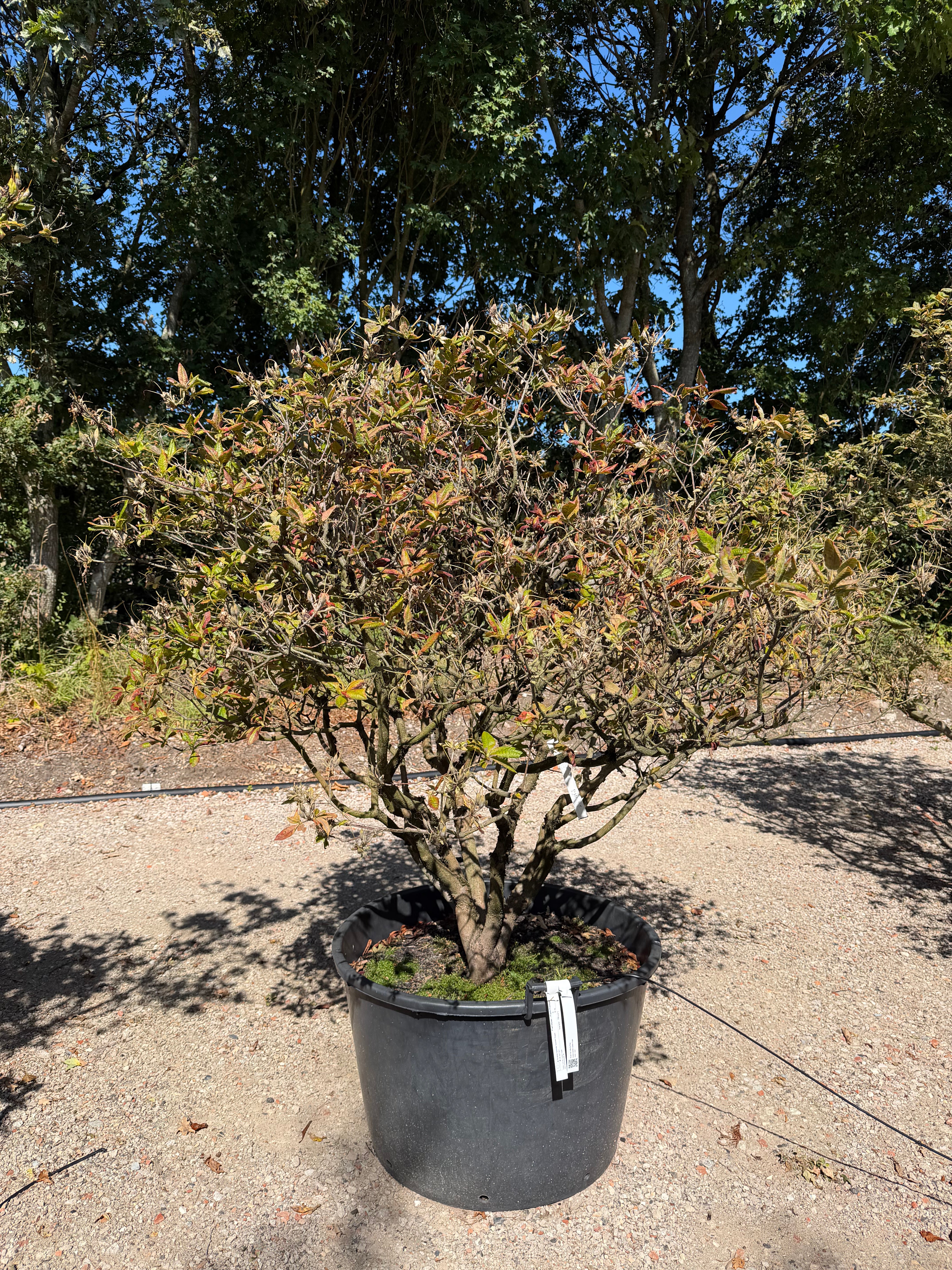  Multistammet Azalea hybride Golden Eagle surbundsplante, efter en fuld blomstring, med store, lysende orange trompetblomster.