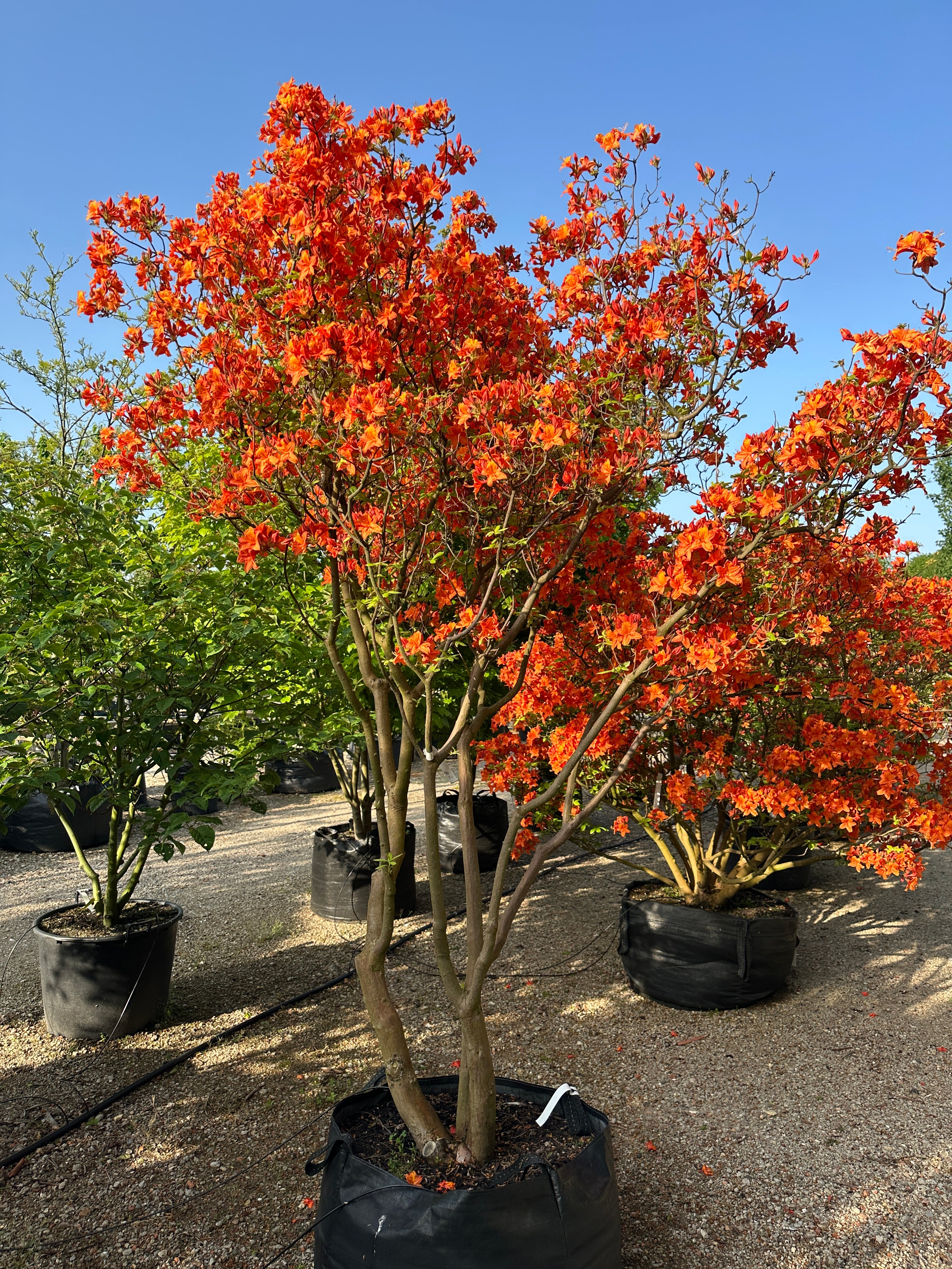 Multistammet Azalea hybride Golden Eagle i fuldt forårsflor med tætte klaser af lysende orange og gule blomster.