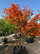 Multistammet Azalea hybride Golden Eagle i fuldt forårsflor med tætte klaser af lysende orange og gule blomster.