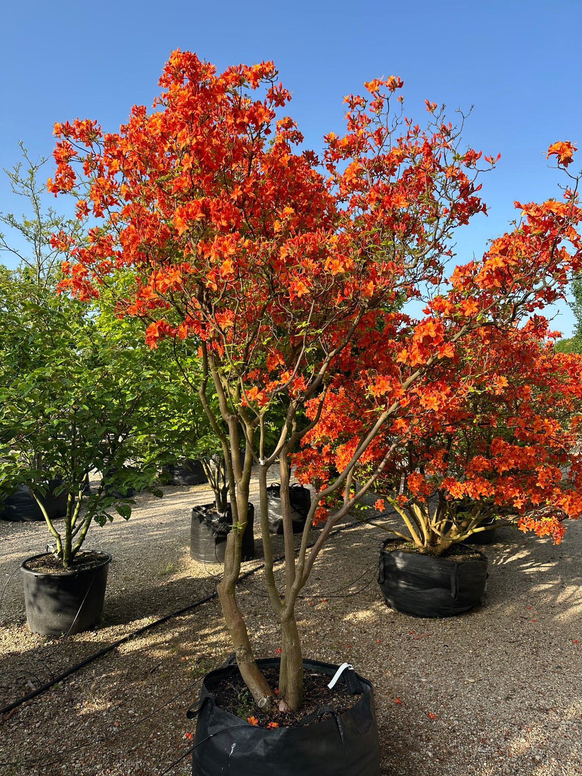 Multistammet Azalea hybride Golden Eagle i fuldt forårsflor med tætte klaser af lysende orange og gule blomster.