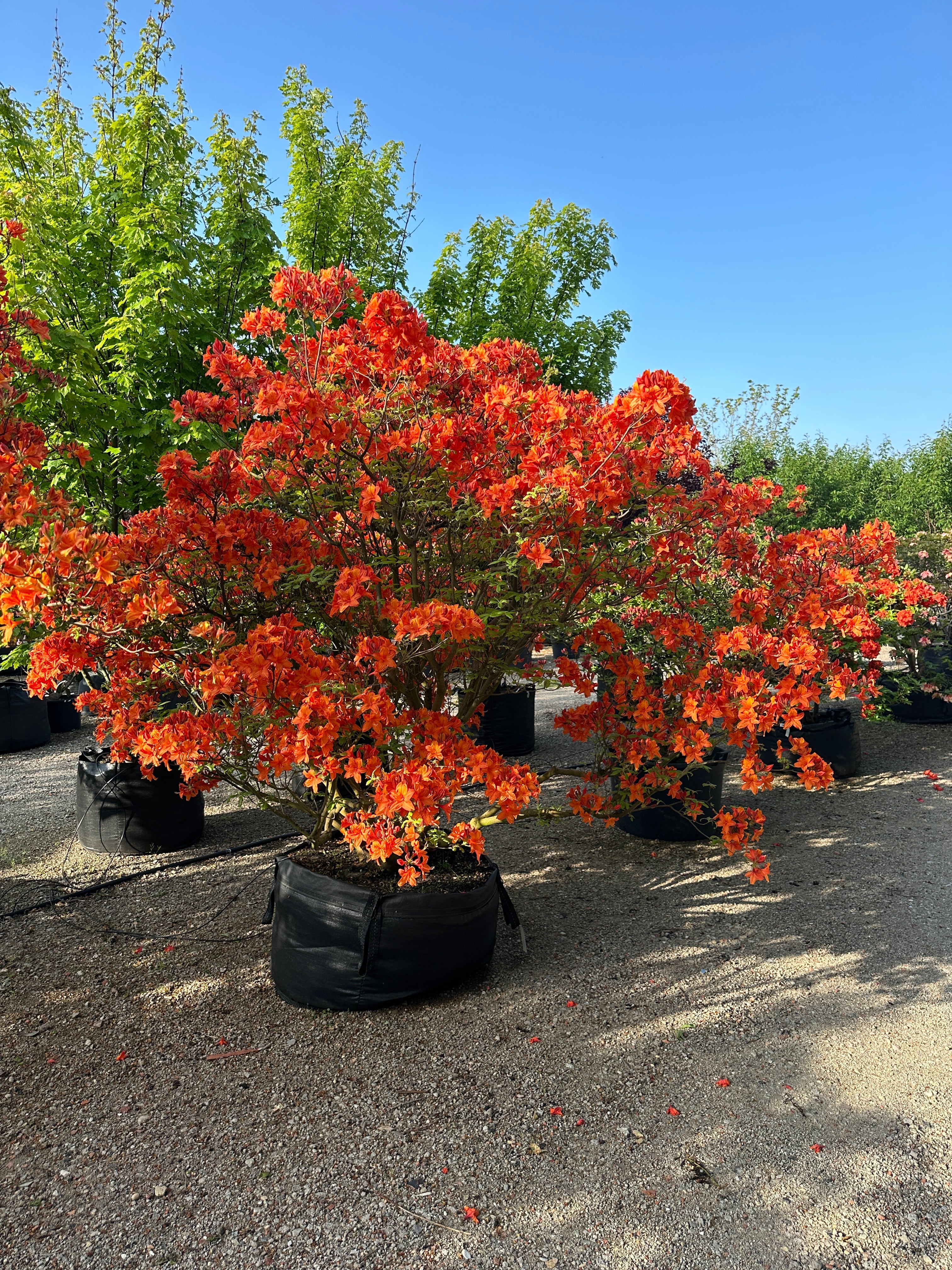 Multistammet Azalea hybride Golden Eagle i fuldt forårsflor med tætte klaser af lysende orange og gule blomster.