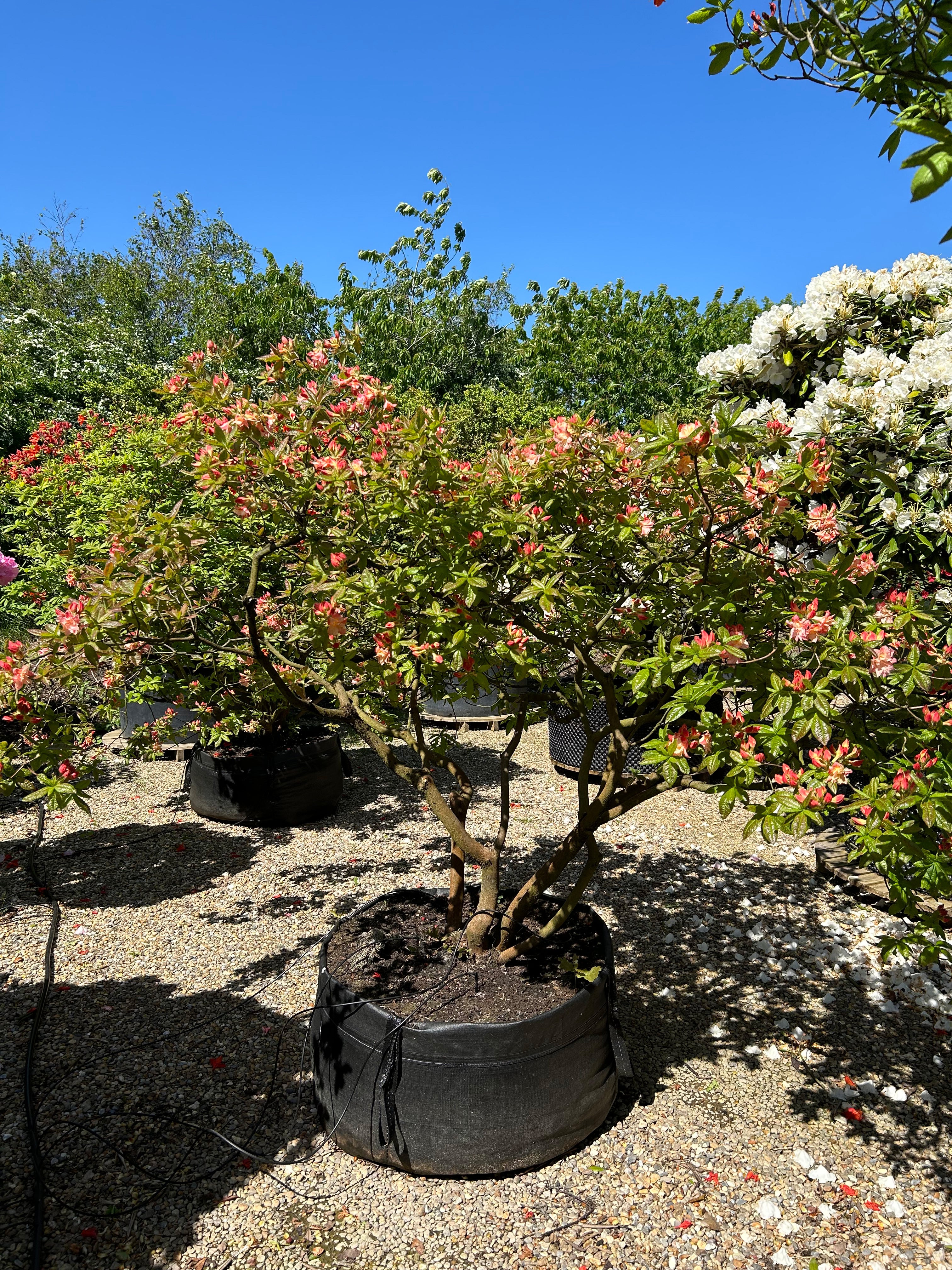 Multistammet azalea, Azalea knaphill-hybride Cannons Double, på vej i fuld blomst.