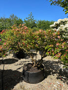 Multistammet azalea, Azalea knaphill-hybride Cannons Double, på vej i fuld blomst.