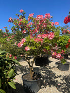 Multistammet Azalea Knaphill Cecilie i overdådig forårsblomstring med store lakserosa blomster, der har en gul plet i midten.