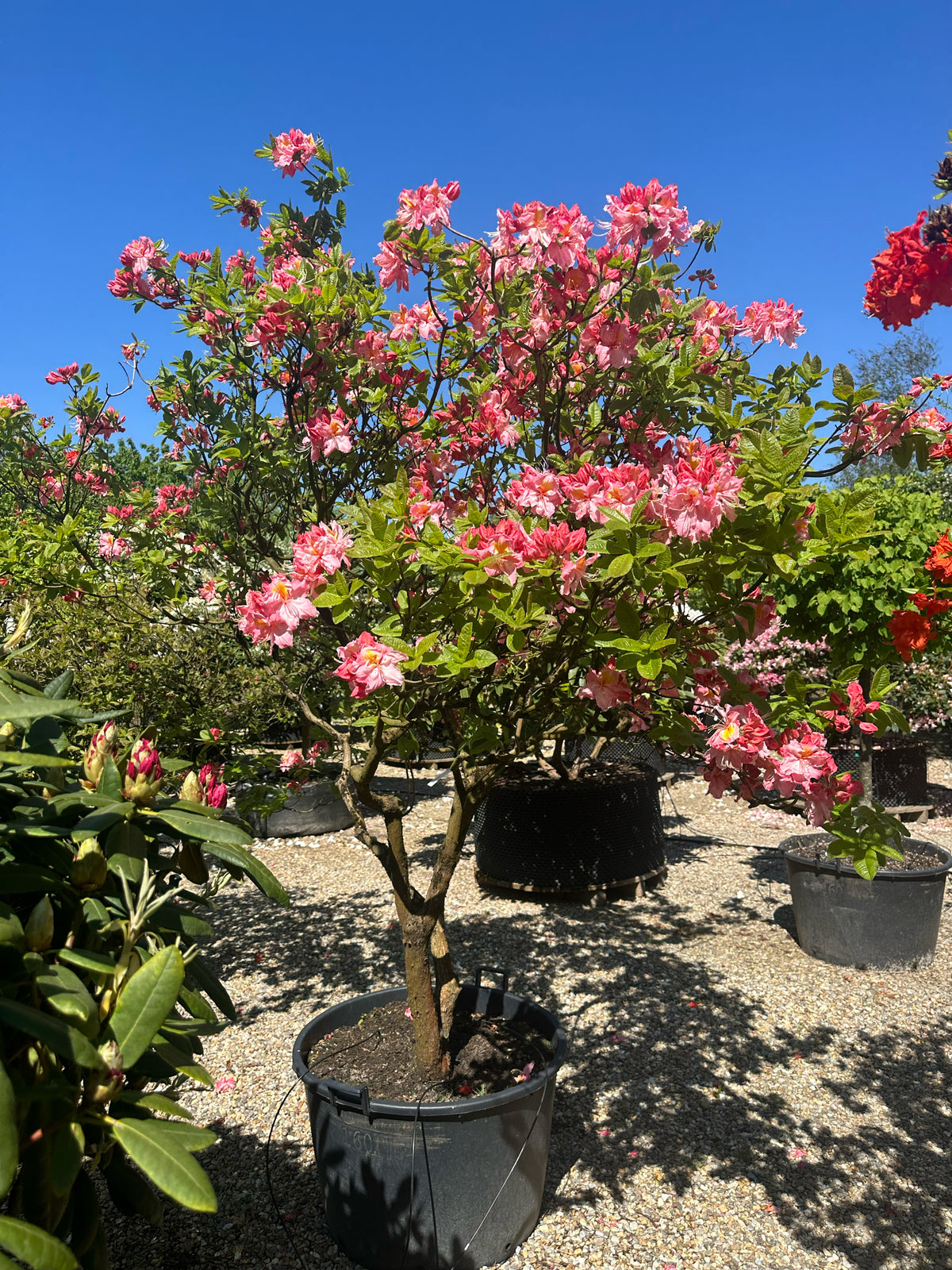 Multistammet Azalea Knaphill Cecilie i overdådig forårsblomstring med store lakserosa blomster, der har en gul plet i midten.