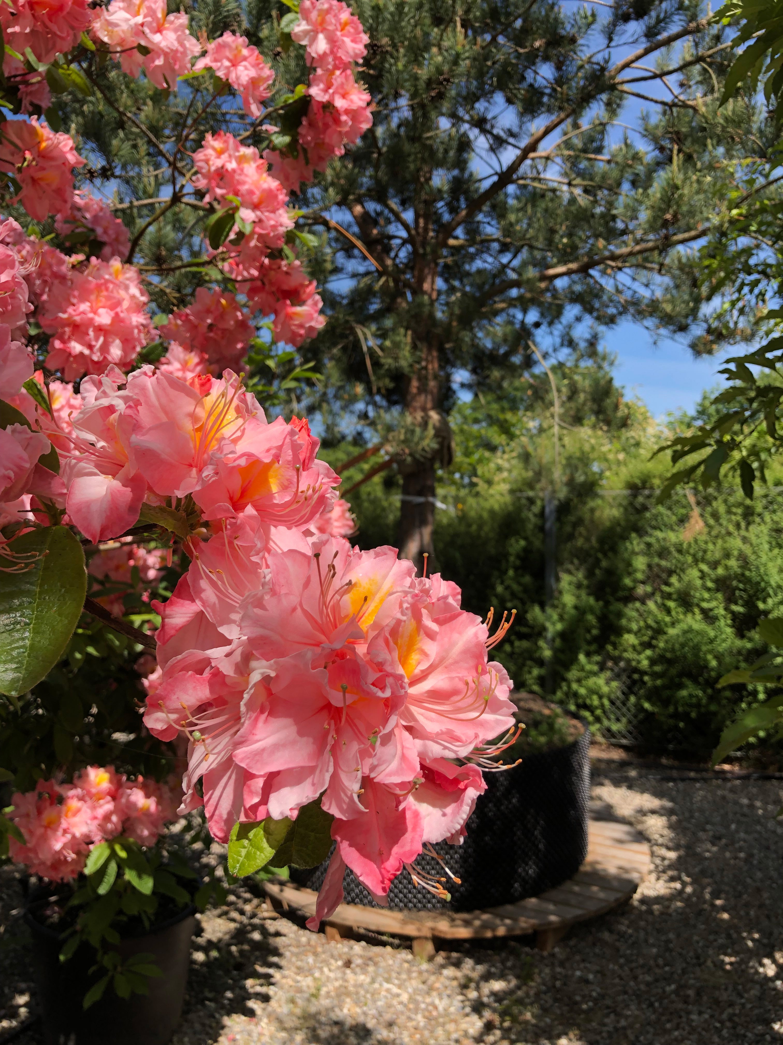 Store, elegante lakserosa blomster på en Azalea Knaphill Cecilie, der viser den gule tegning i svælget.