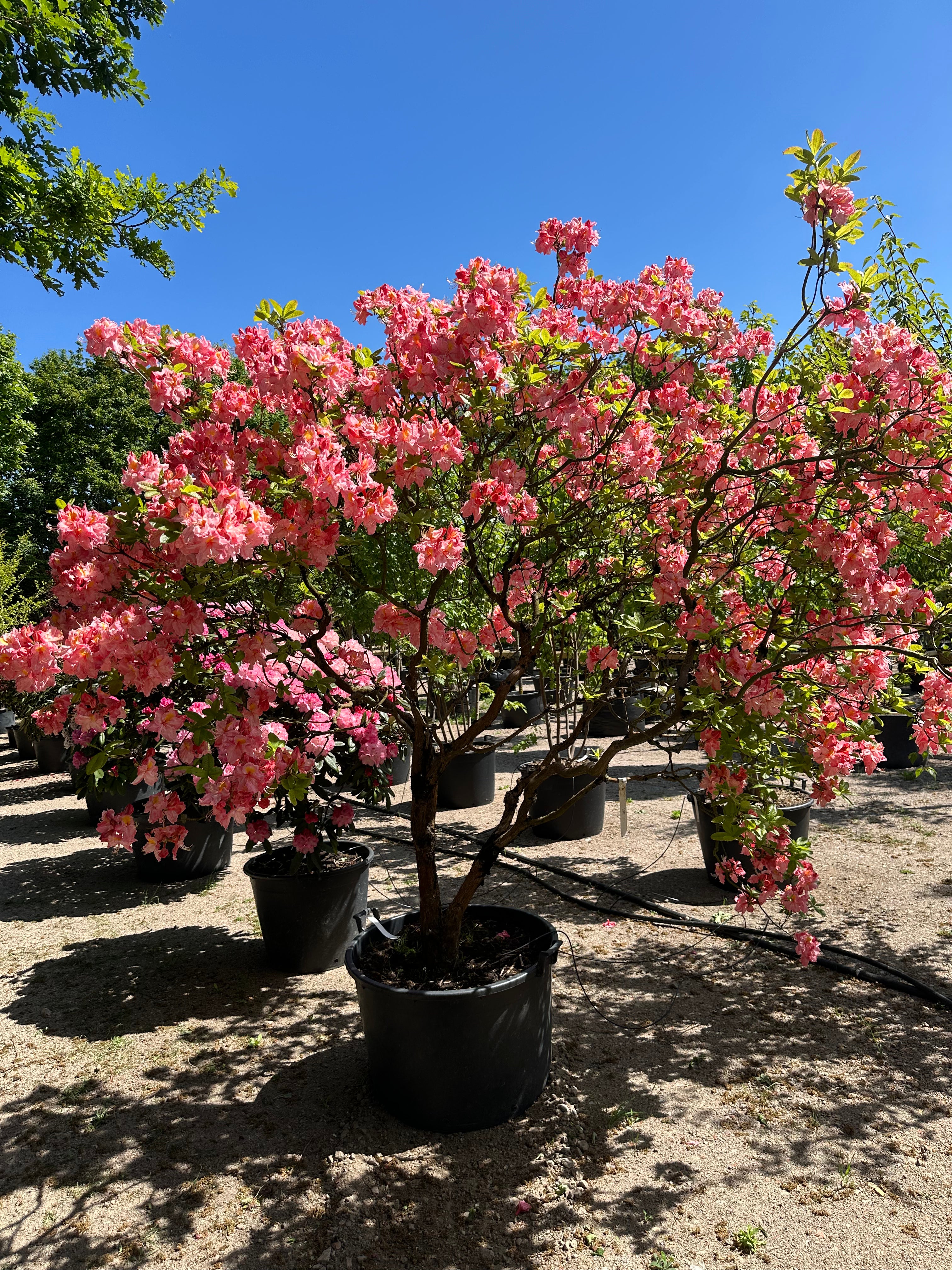 Multistammet Azalea Knaphill Cecilie i overdådig forårsblomstring med store lakserosa blomster, der har en gul plet i midten.