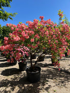 Multistammet Azalea Knaphill Cecilie i overdådig forårsblomstring med store lakserosa blomster, der har en gul plet i midten.