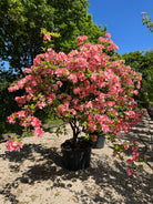 Multistammet Azalea Knaphill Cecilie i overdådig forårsblomstring med store lakserosa blomster, der har en gul plet i midten.