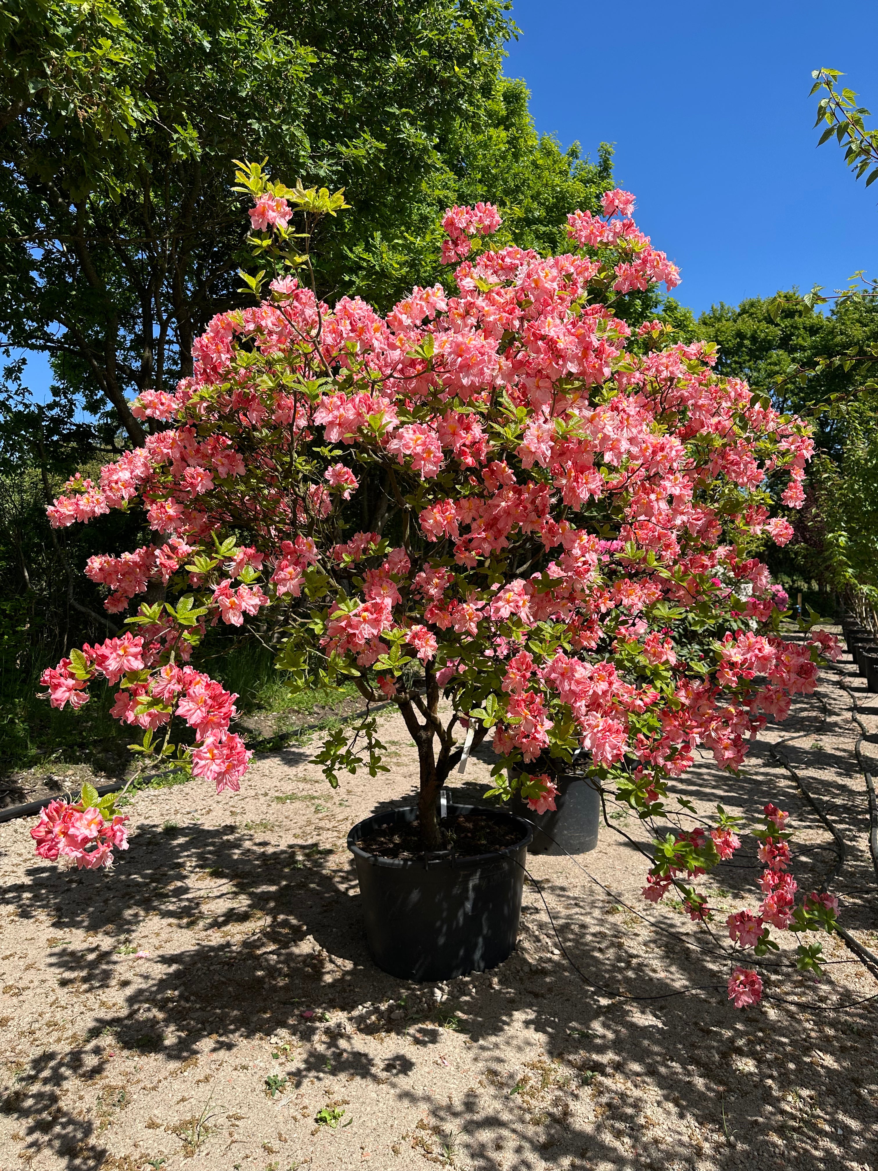 Multistammet Azalea Knaphill Cecilie i overdådig forårsblomstring med store lakserosa blomster, der har en gul plet i midten.