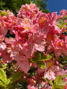Store, elegante lakserosa blomster på en Azalea Knaphill Cecilie, der viser den gule tegning i svælget.