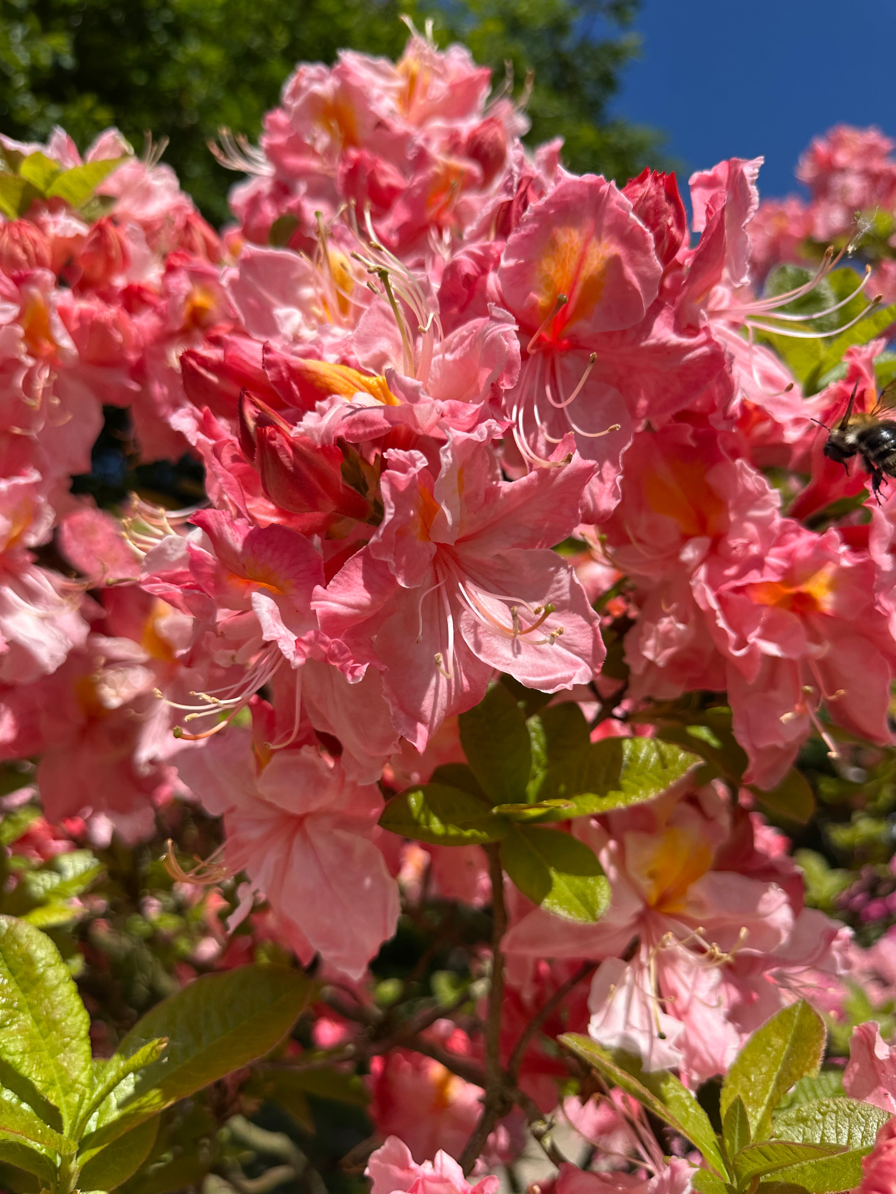 Store, elegante lakserosa blomster på en Azalea Knaphill Cecilie, der viser den gule tegning i svælget.