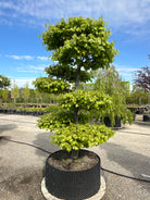 Havebonsai af bøg i fuld sommerdragt med tætte, grønne sky-puder.