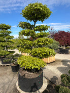 Havebonsai af bøg i fuld sommerdragt med tætte, grønne sky-puder.