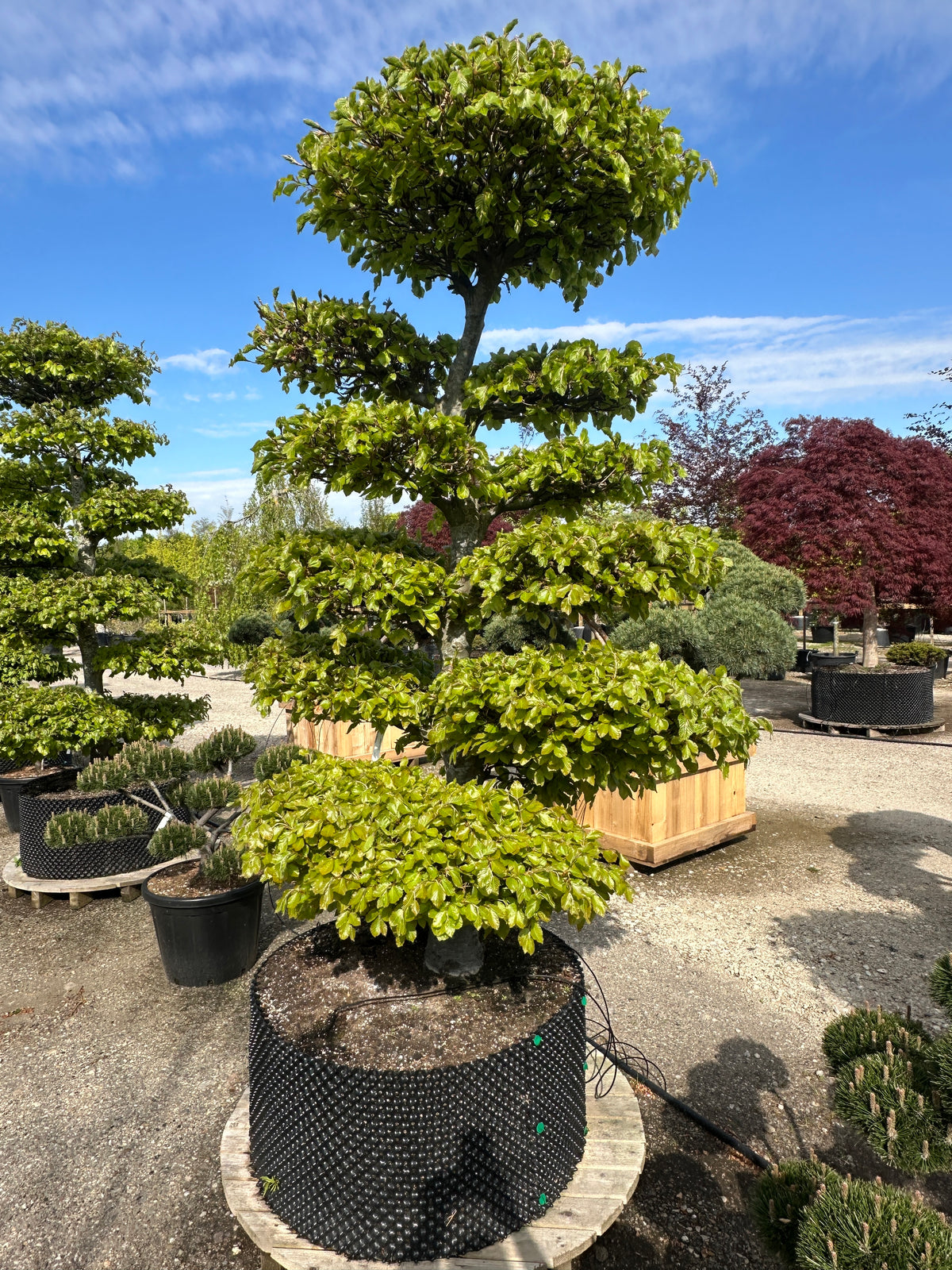 Havebonsai af bøg i fuld sommerdragt med tætte, grønne sky-puder.