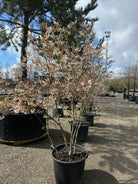 Amelanchier Lamarckii med flere stammer