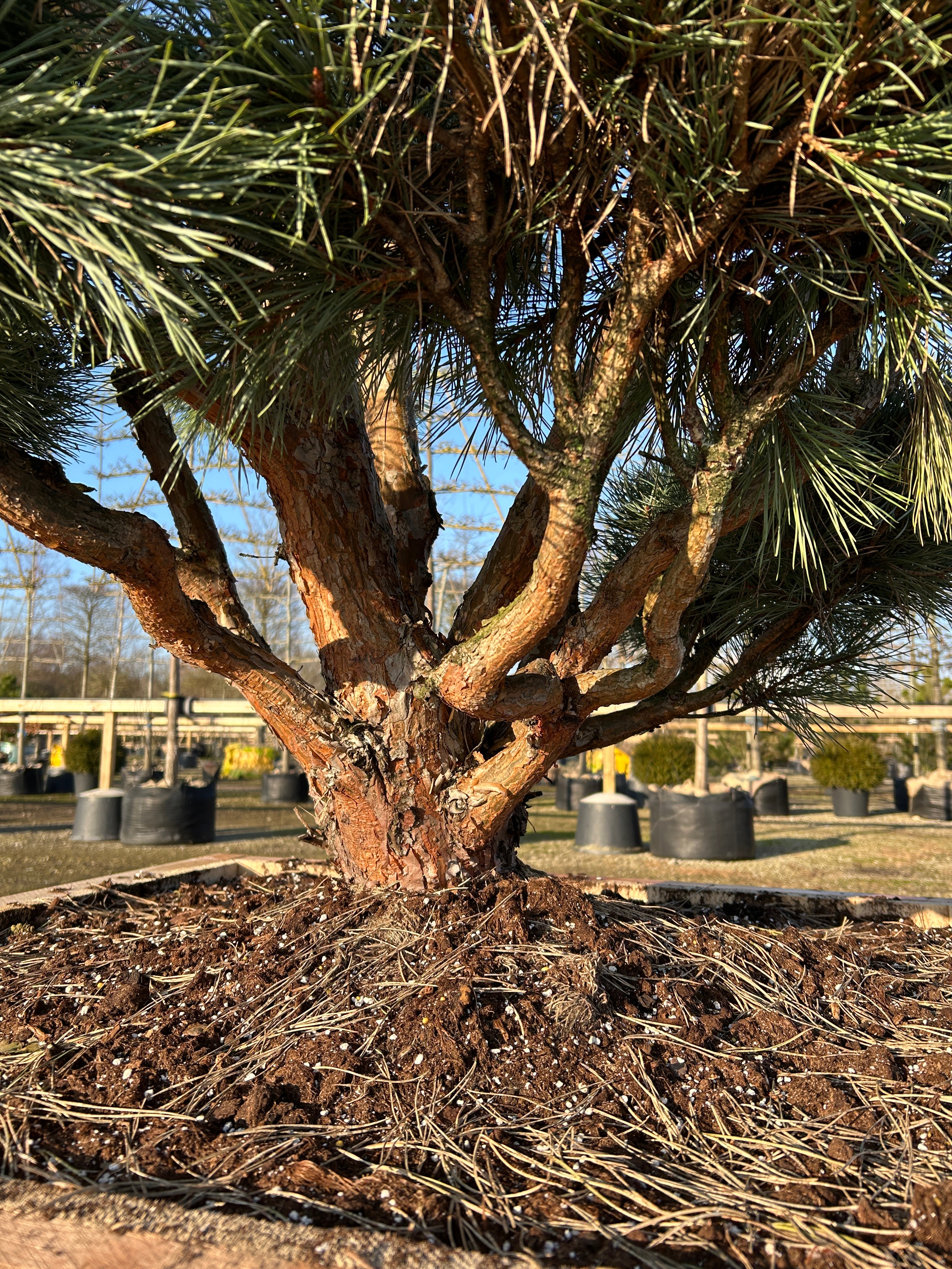 Flotte karakteristiske rødebrun bark med flot forgreninger på bonsai klippet skovfyr