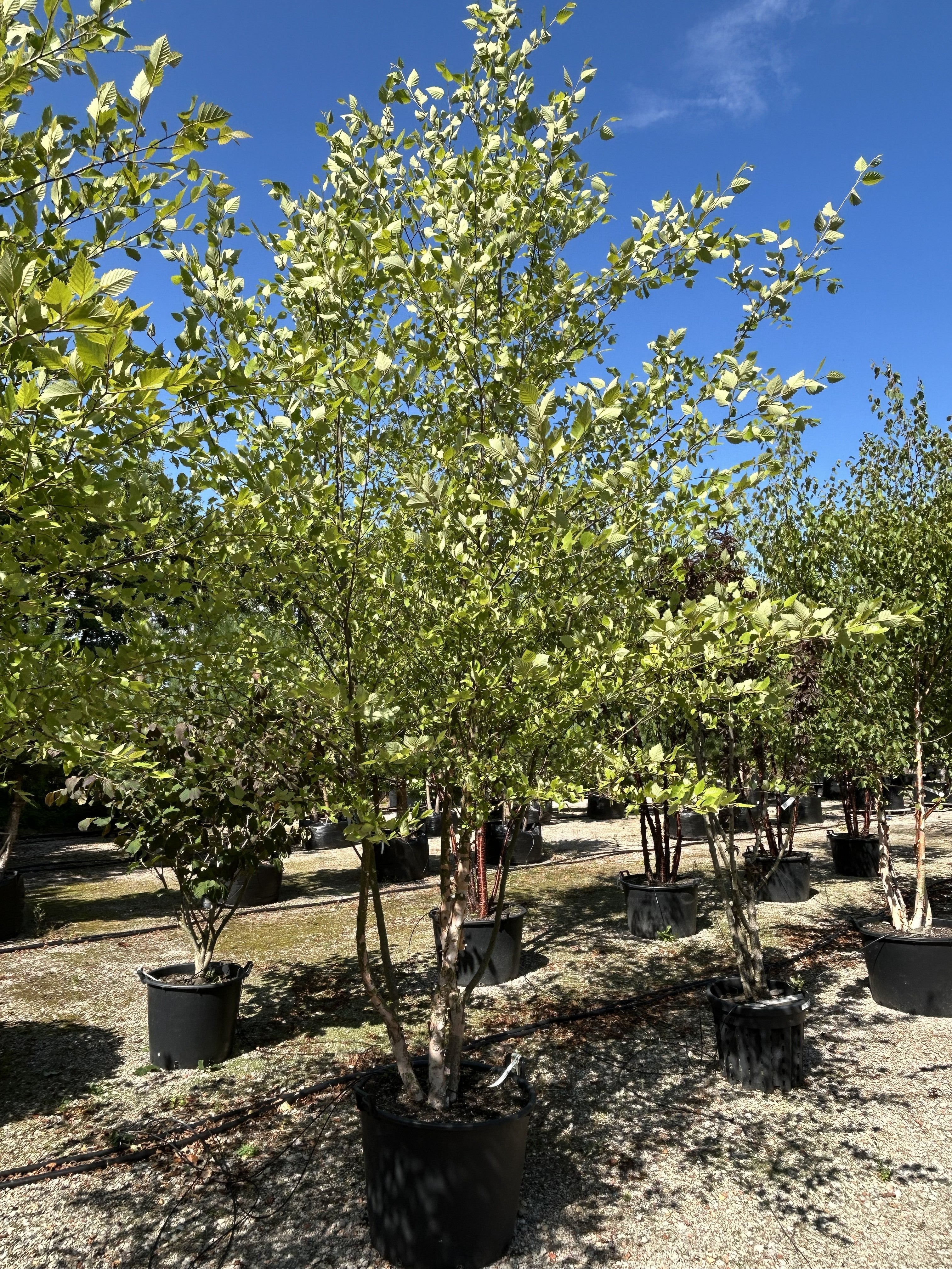Flerstammet Betula nigra sortbirk med en let og luftig krone.