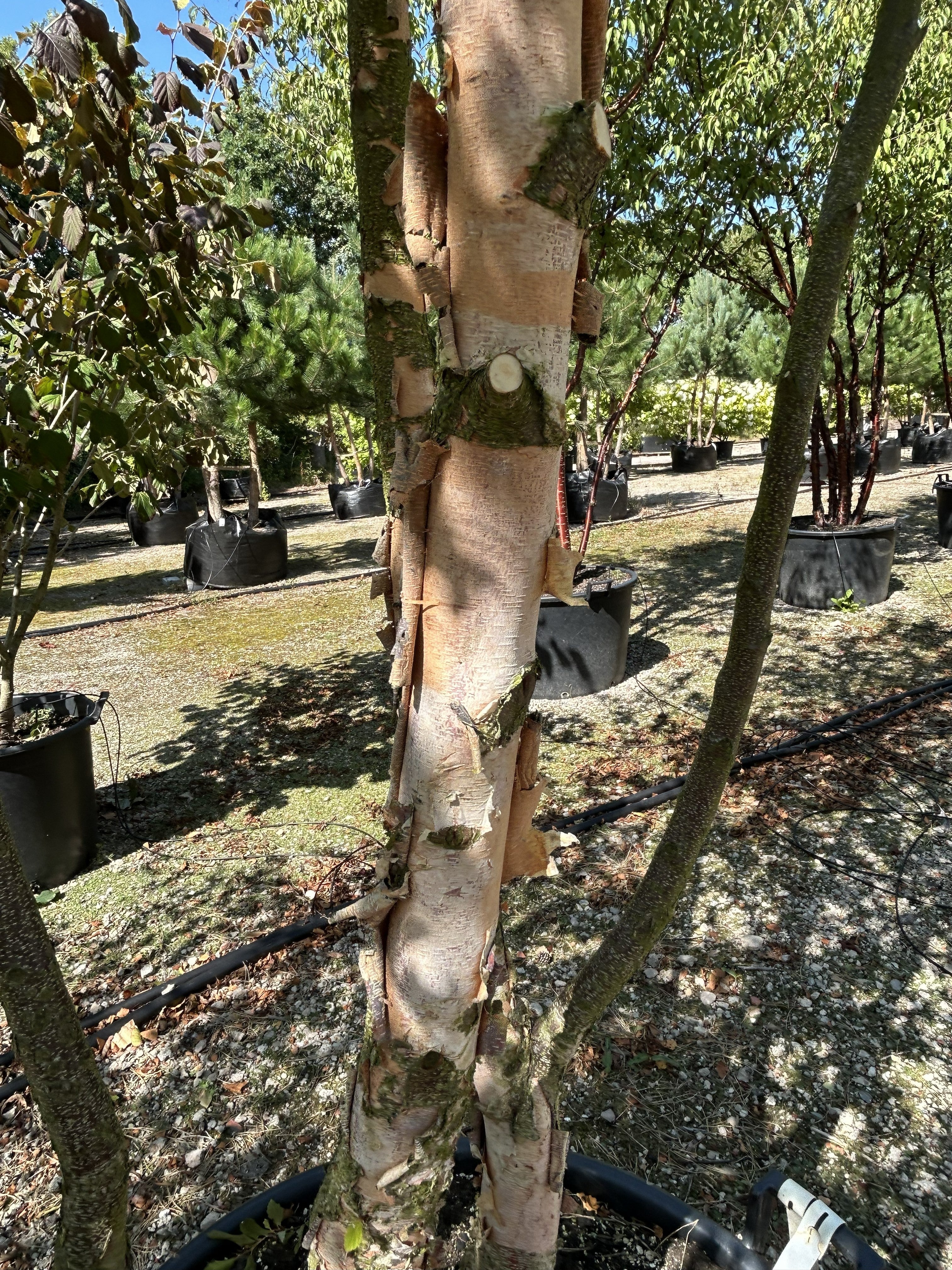 Rå, flossede og papiragtigt afskallende bark på stammen af en sortbirk.