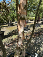 Rå, flossede og papiragtigt afskallende bark på stammen af en sortbirk.