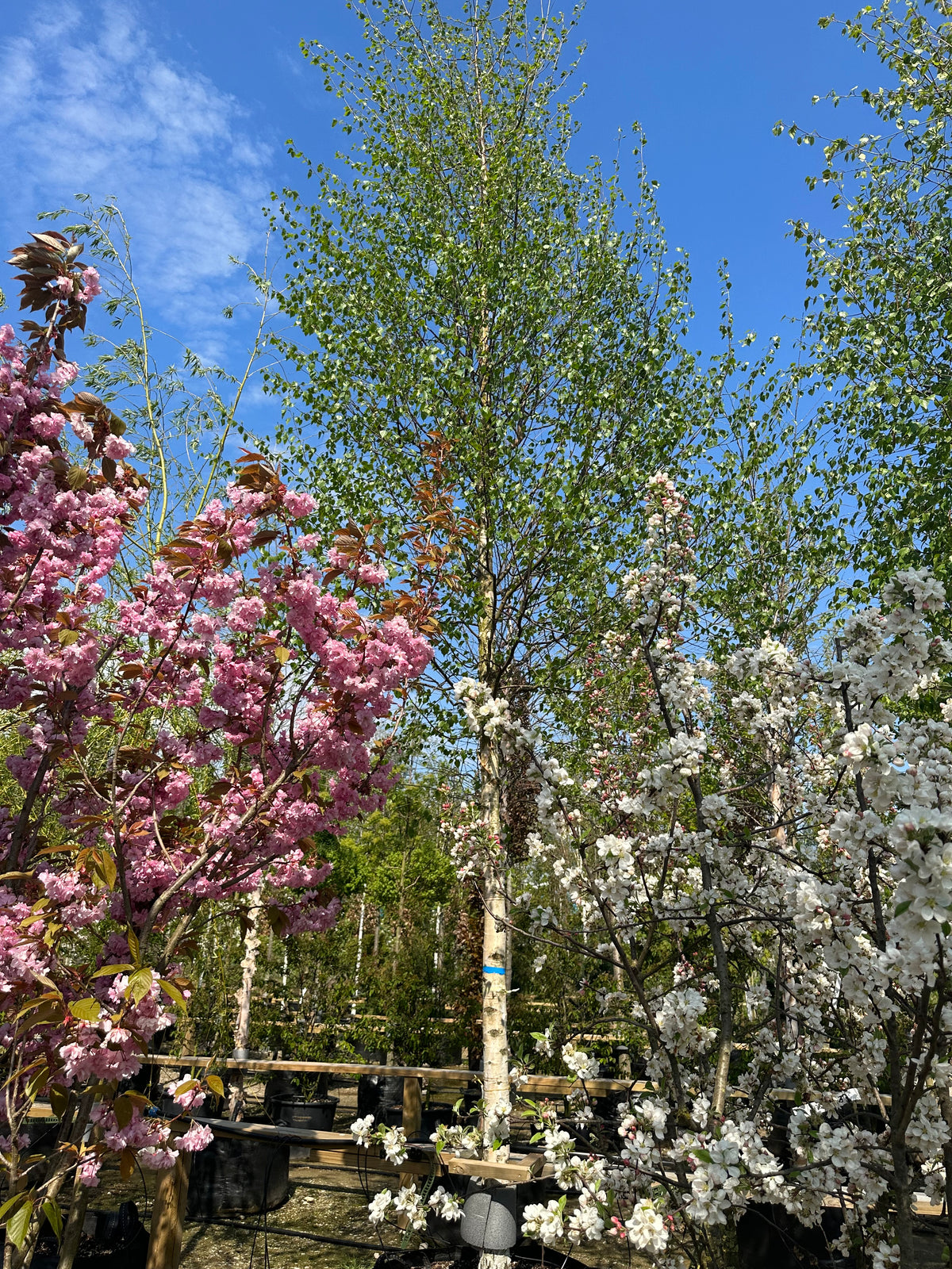 Opstammet 'Betula pendula'-vorte-birk om sommeren, hvor den åbne og lette krone af friske, grønne blade med yndefuldt overhængende smågrene sidder på en høj, hvid stamme med mørke furer.