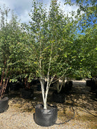 Multistammet 'Betula utilis'-himalayabirk, hvor de flere skulpturelle, kridhvide hovedstammer forgrener sig fra bunden og bærer en bred, åben krone af friske, mørkegrønne blade.