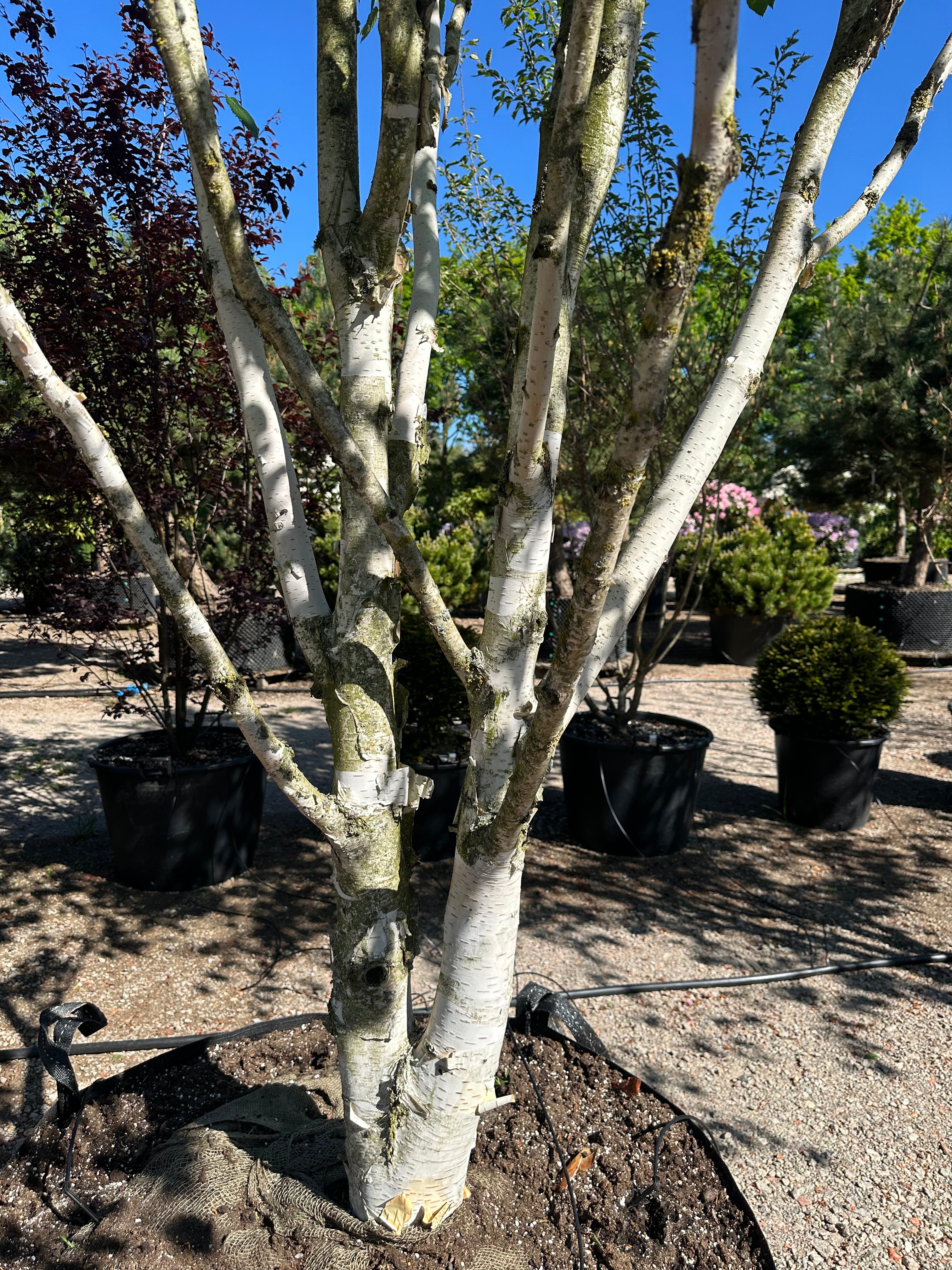 Multistammet 'Betula utilis'-himalayabirk, hvor de flere skulpturelle, kridhvide til cremehvide stammer forgrener sig fra jorden med karakteristiske afskallende flager på barken.