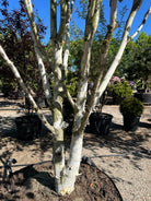 Multistammet 'Betula utilis'-himalayabirk, hvor de flere skulpturelle, kridhvide til cremehvide stammer forgrener sig fra jorden med karakteristiske afskallende flager på barken.