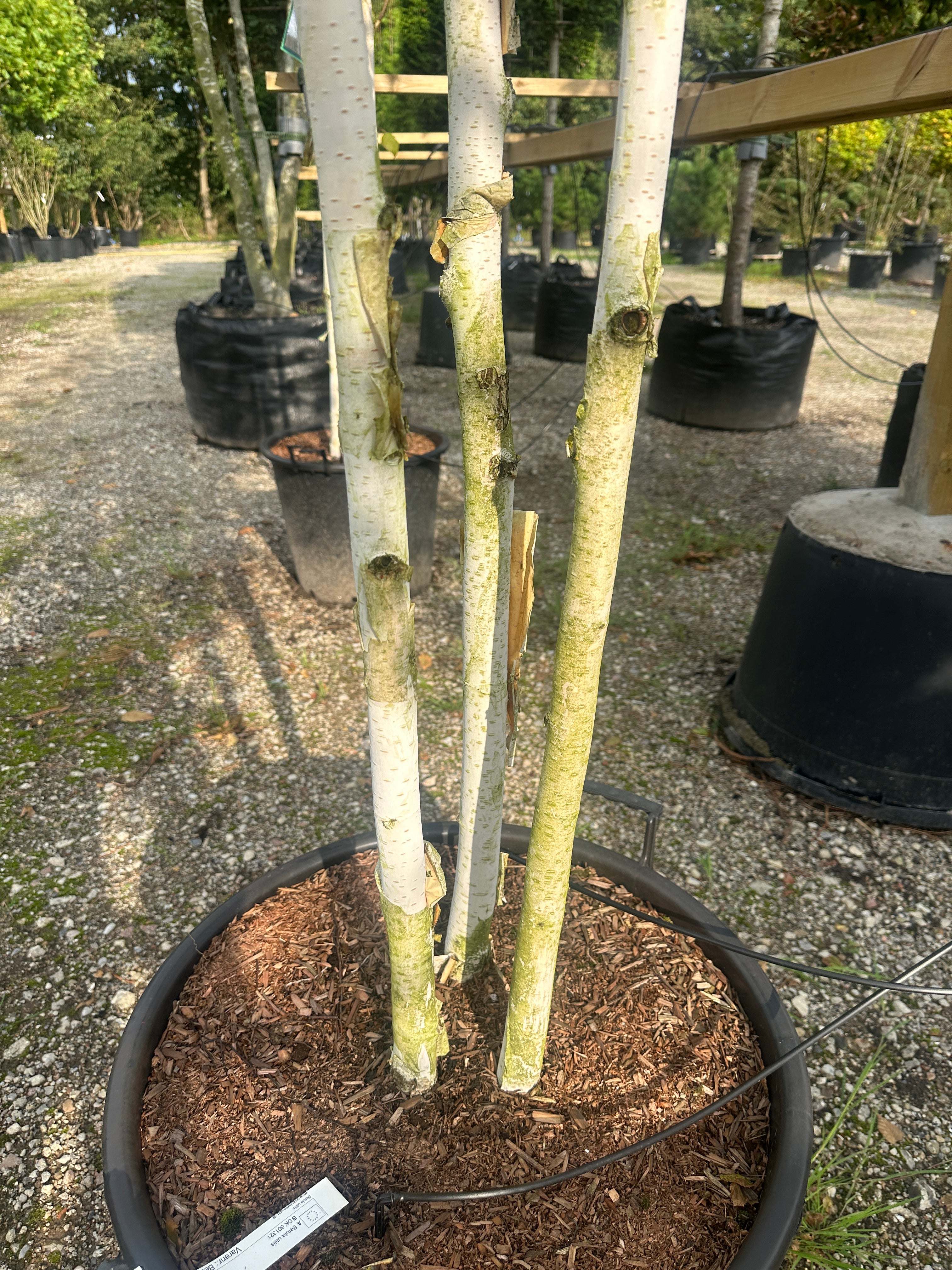 Multistammet 'Betula utilis'-himalayabirk, hvor de flere skulpturelle, kridhvide til cremehvide stammer forgrener sig fra jorden med karakteristiske afskallende flager på barken.