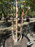 Multistammet Himalayabirk af sorten Betula utilis 'Fascination' med karakteristisk lys, afskallende bark.