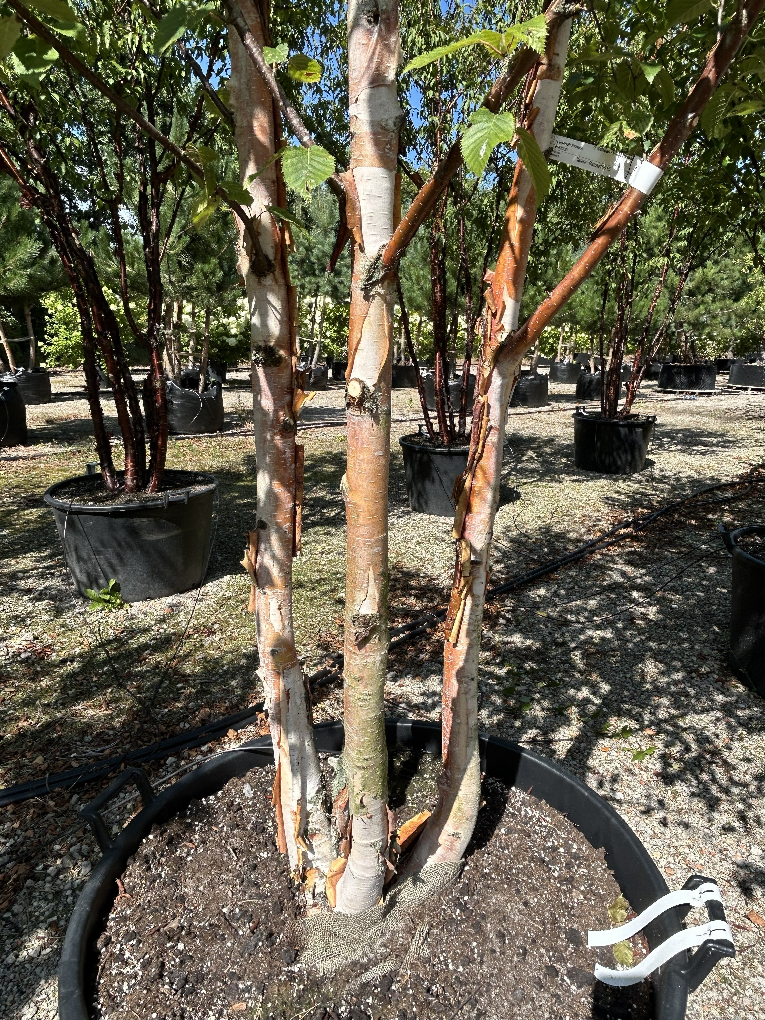 Multistammet Himalayabirk af sorten Betula utilis 'Fascination' med karakteristisk lys, afskallende bark.