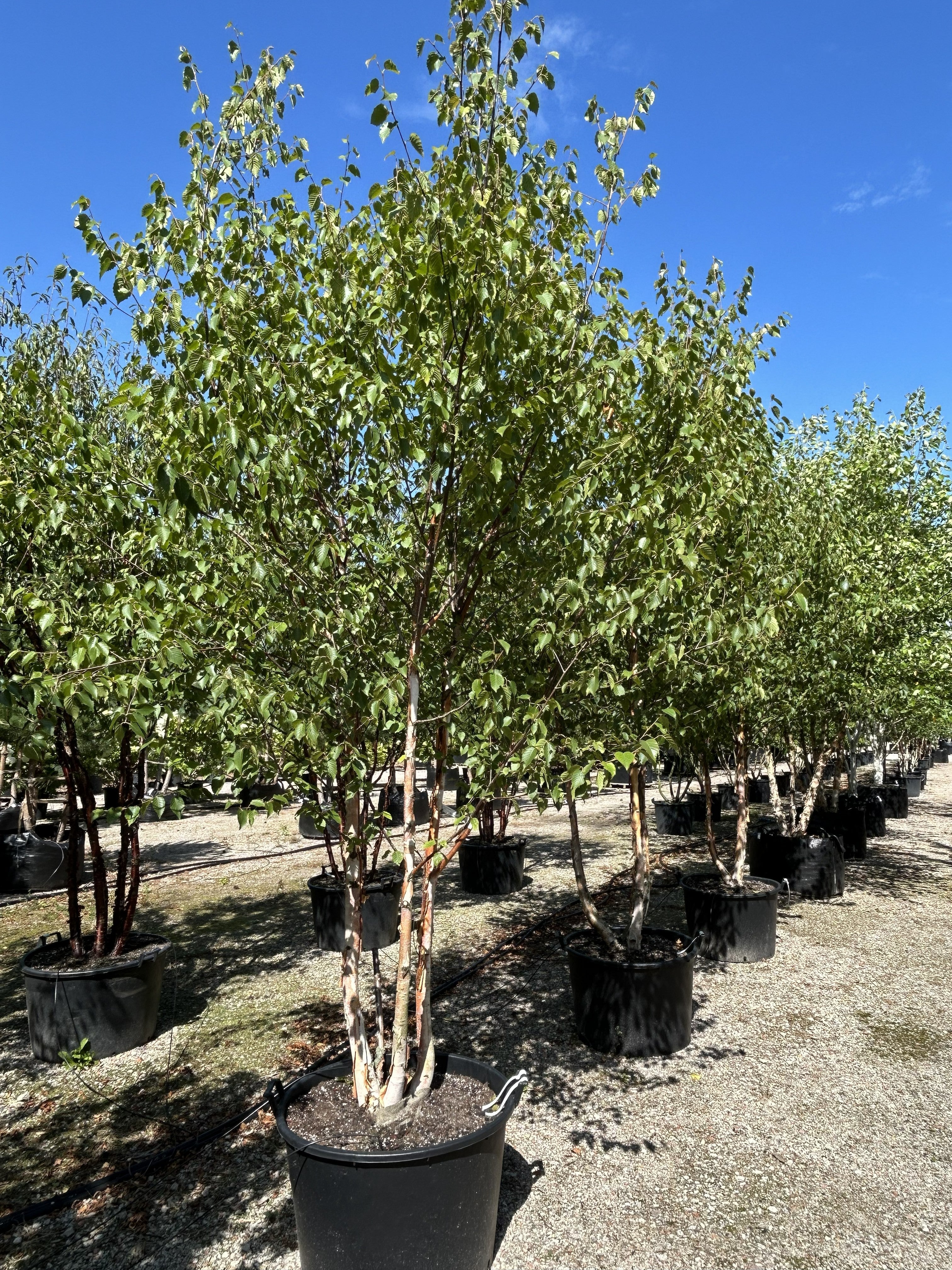 Multistammet birk, Betula utilis 'Fascination', med kridhvide, afskallende stammer og en let, elegant løvkrone.