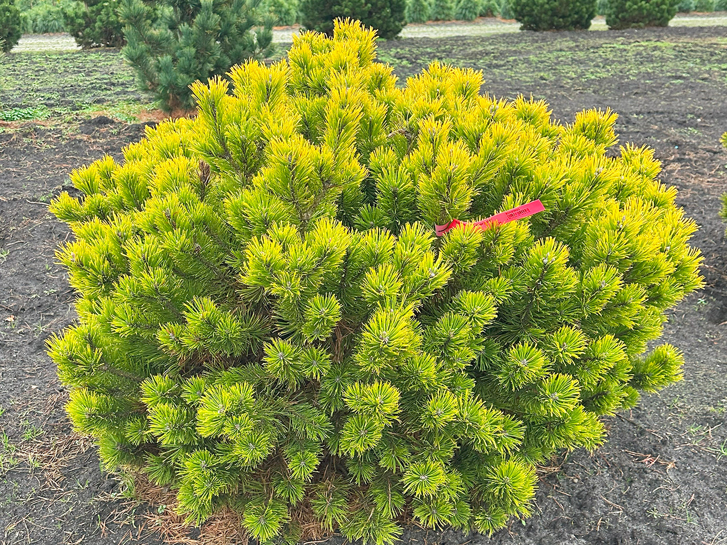 Flad kugleformet, Bjergfyr, Pinus mugo Carsten´s Wintergold med sin flotte gulgrønne nålefarve om efteråret/vinteren
