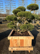 Bjergfyr som bonsai med kraftig stamme og tætte mørkegrønne nåle.