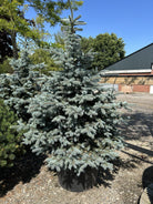 Blågran, Picea pungens 'Super Blue', med en tæt, symmetrisk og kegleformet vækst af intense, sølvblå nåle i en have.