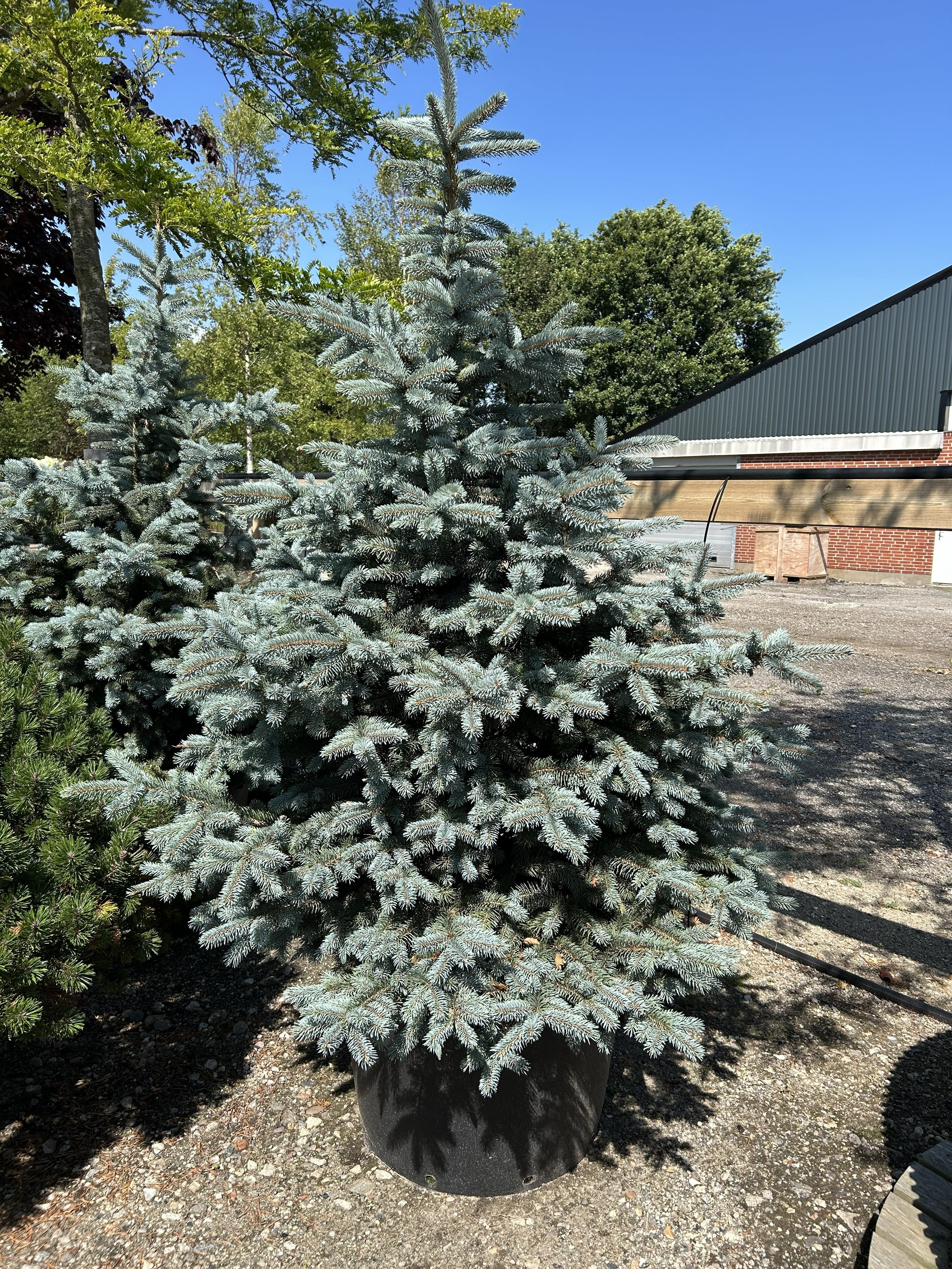 Blågran, Picea pungens 'Super Blue', med en tæt, symmetrisk og kegleformet vækst af intense, sølvblå nåle i en have.
