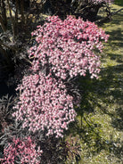 Lyserøde skærmblomster i fuldt flor mod det mørke, fligede løv på en 'Black Lace' hyld.