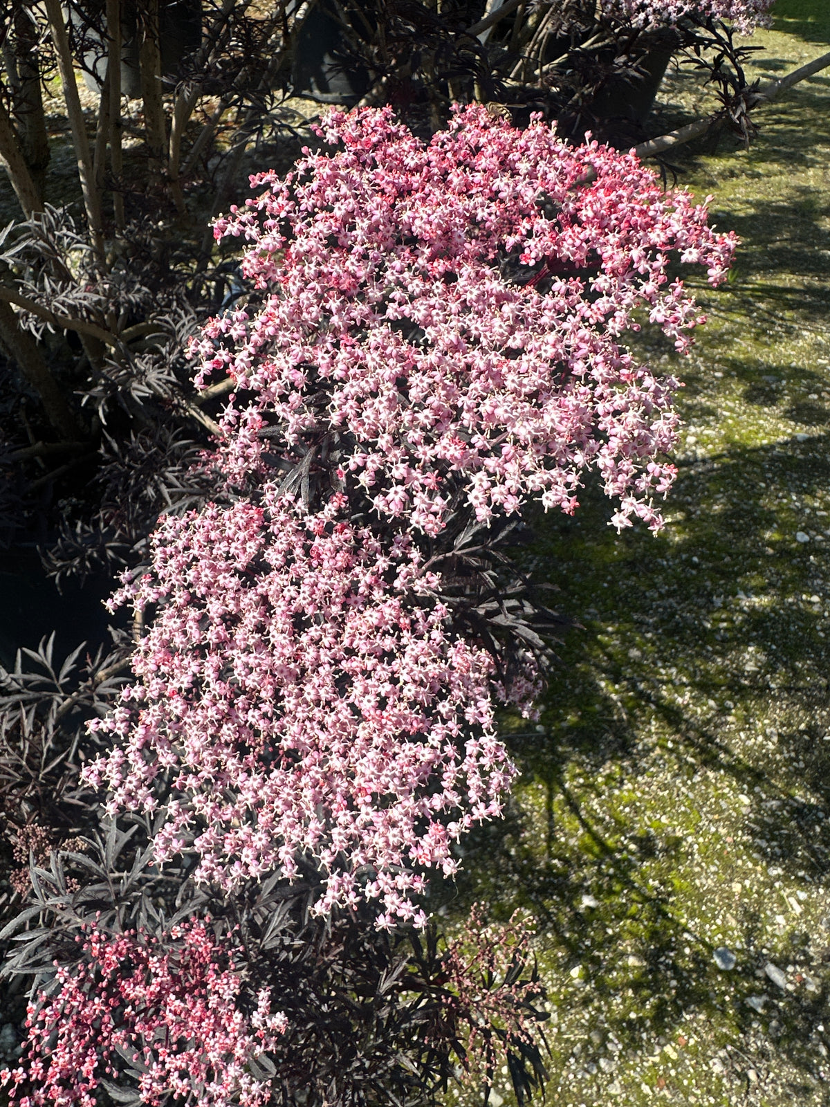Lyserøde skærmblomster i fuldt flor mod det mørke, fligede løv på en 'Black Lace' hyld.