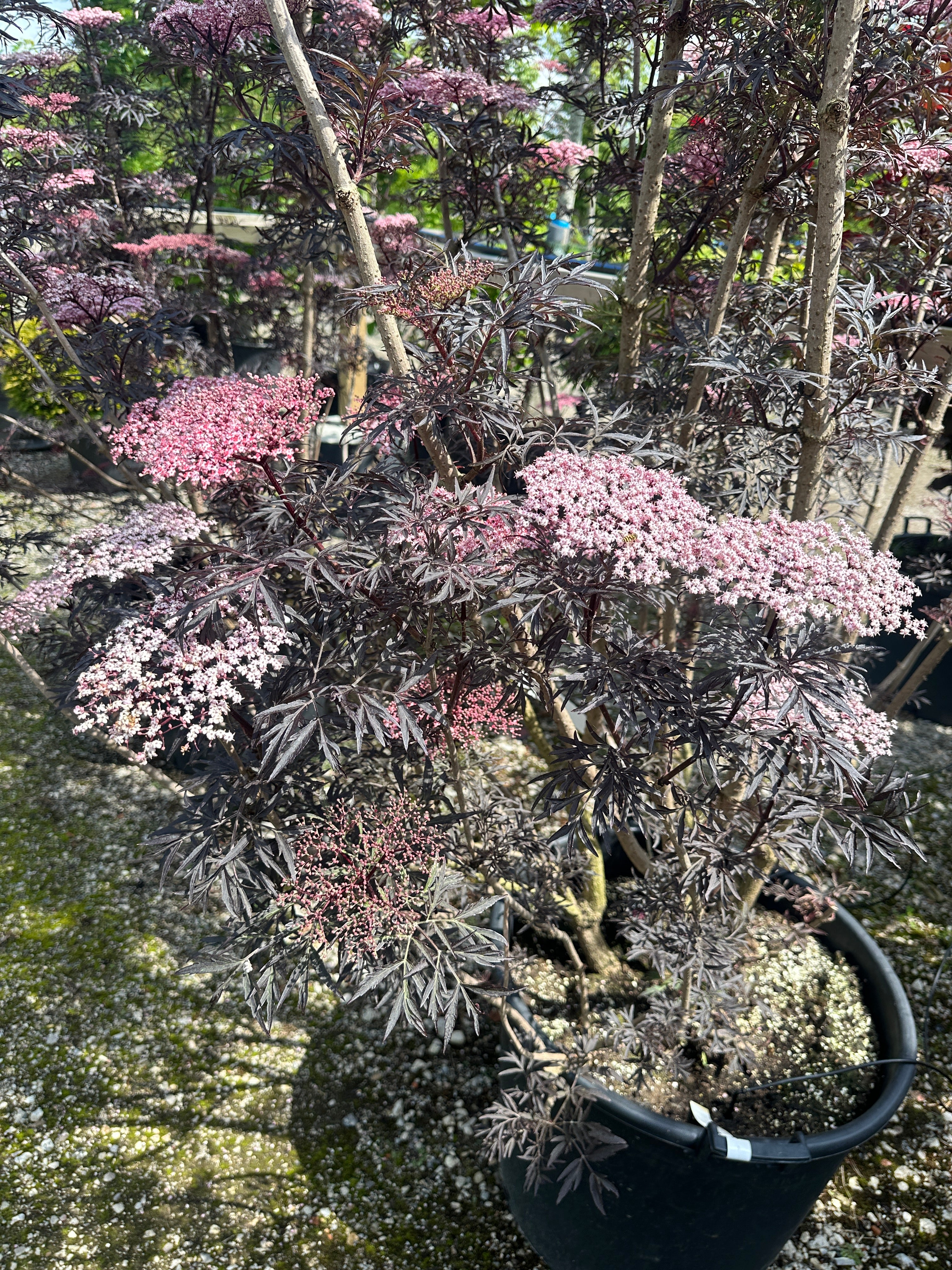 Store, flade skærme af sart lyserøde blomster i tæt kontrast til det mørkerøde, næsten sorte og fligede løv på en 'Black Lace' hyld.
