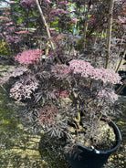 Store, flade skærme af sart lyserøde blomster i tæt kontrast til det mørkerøde, næsten sorte og fligede løv på en 'Black Lace' hyld.