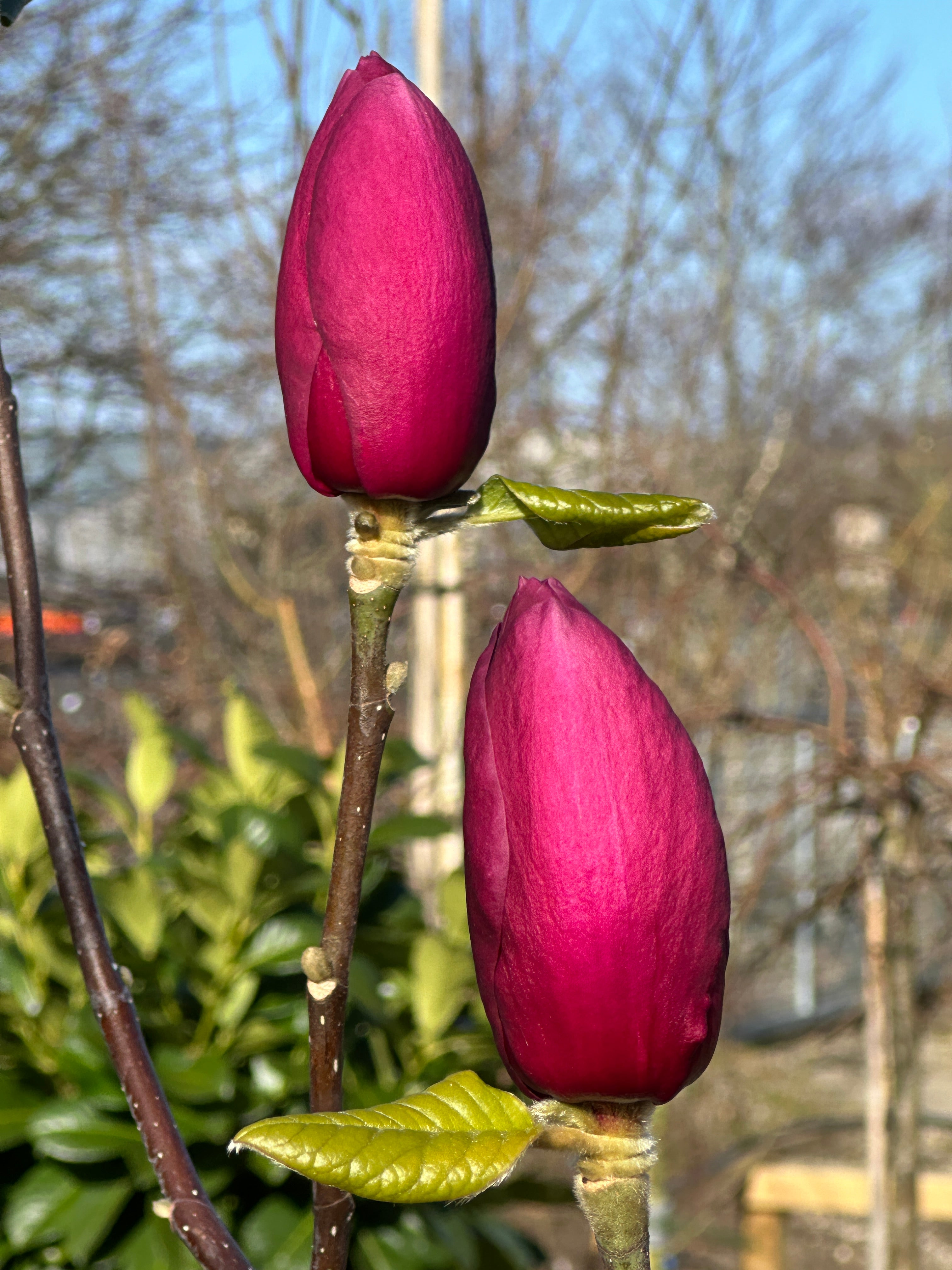 Tæt nærbillede af store, opretstående blomsterknopper i en dyb, mørkelilla farve på en Magnolia 'Black Tulip'.
