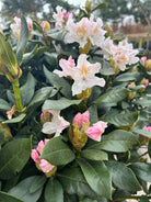 Flotte dekorative blomster på en rhodendron Cunninghams White, 