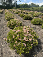 Rhododendron Bloombux "Blomstrende buksbom"
Kan formklippes
Blomstrer med rosa farvede blomster i maj måned