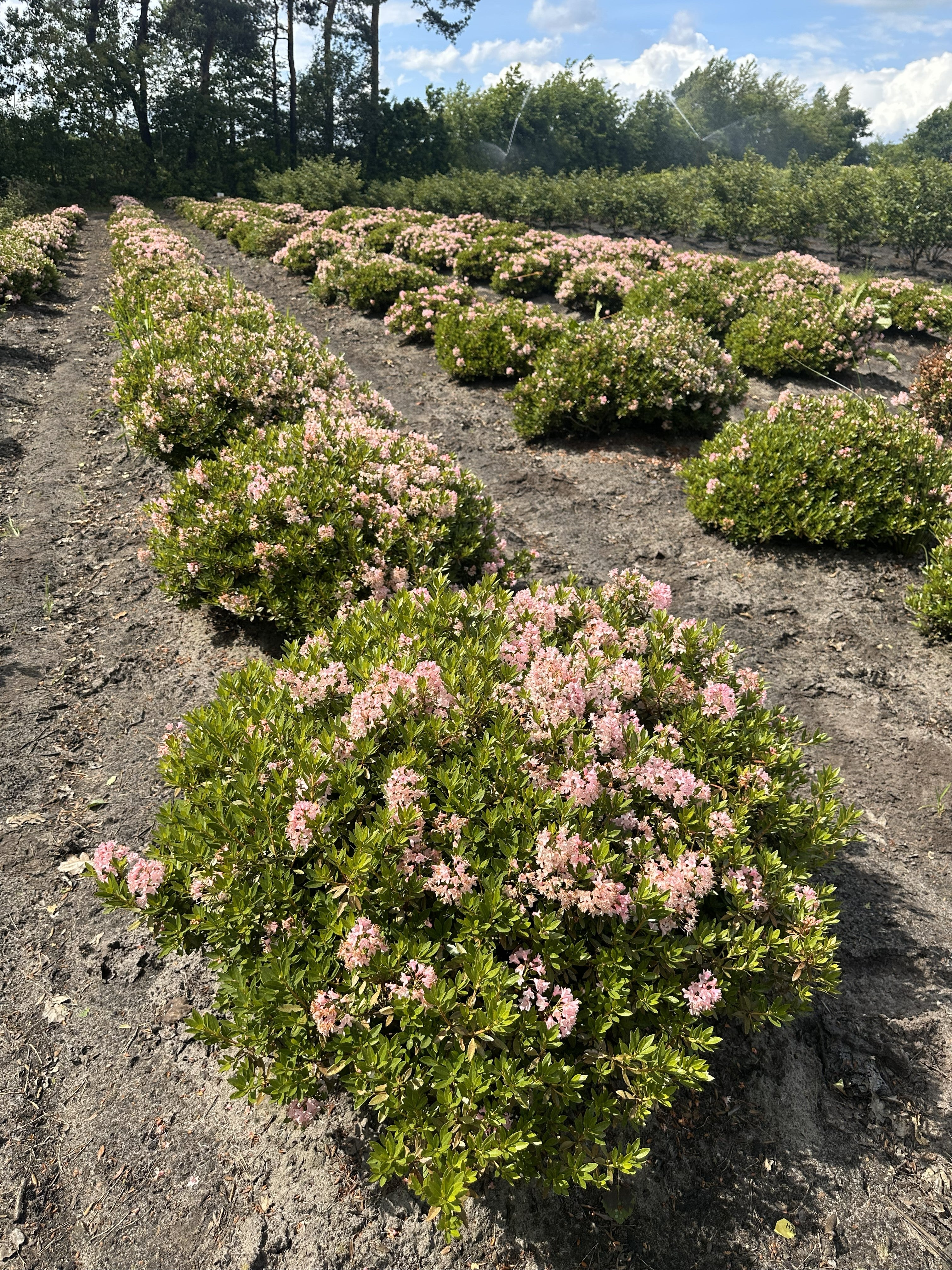Rhododendron Bloombux "Blomstrende buksbom"
Kan formklippes
Blomstrer med rosa farvede blomster i maj måned