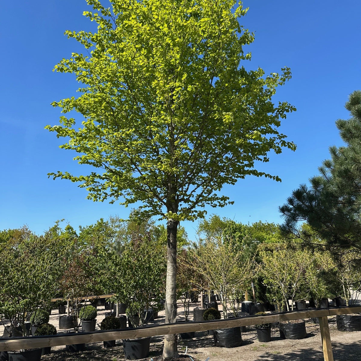 Opstammet Bøg - Fagus sylvatica – Jysk Plantesalg