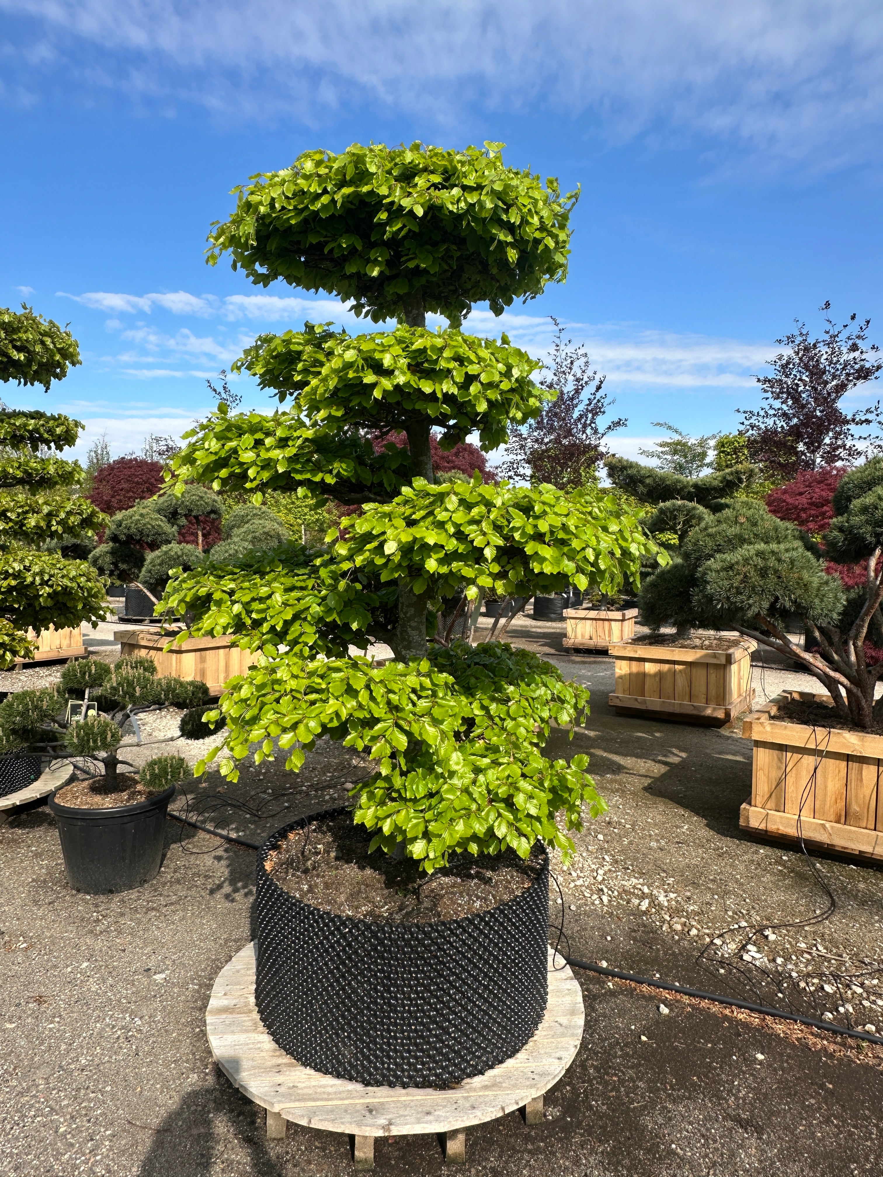 Fagus sylvatica bøg formklippet som en skulpturel havebonsai.
