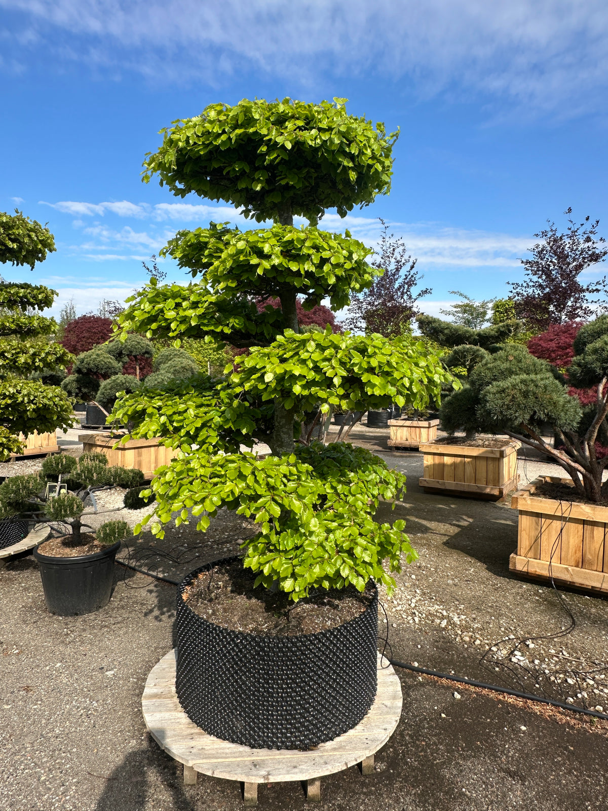 Fagus sylvatica bøg formklippet som en skulpturel havebonsai.