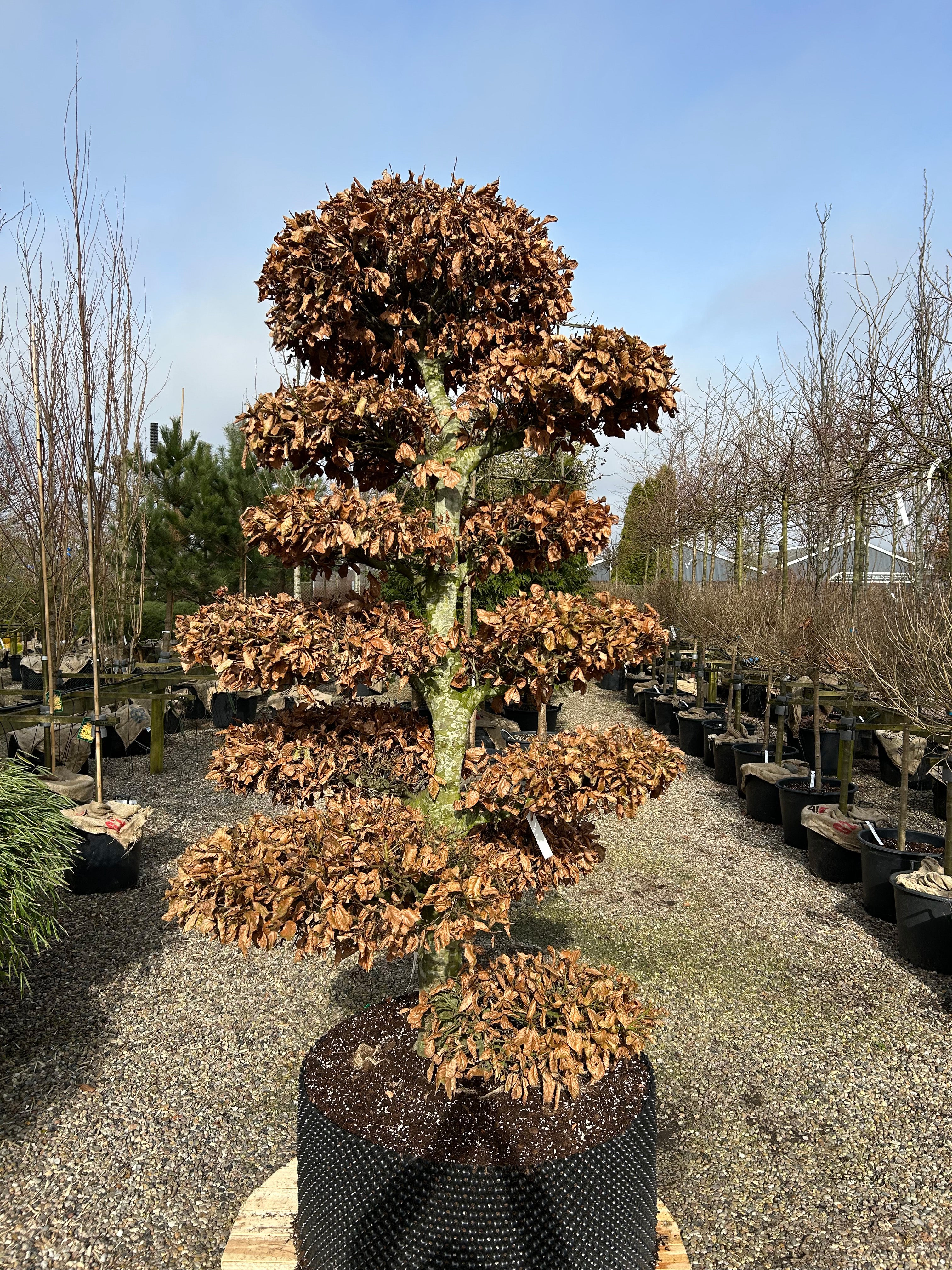 Havebonsai af bøg med markante, kobberbrune efterårsfarver på sky-puderne.